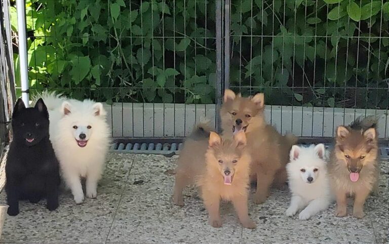 cuccioli di volpino italiano e schipperke